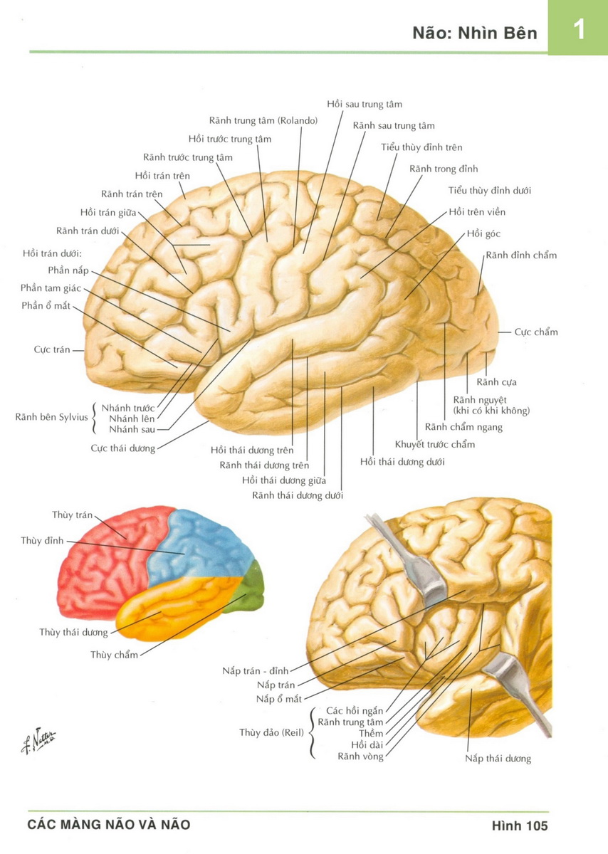 105.Não: Nhìn Bên- Atlas Giải Phẫu Người- Frank H. Netter - Trực Tuyến -  Online