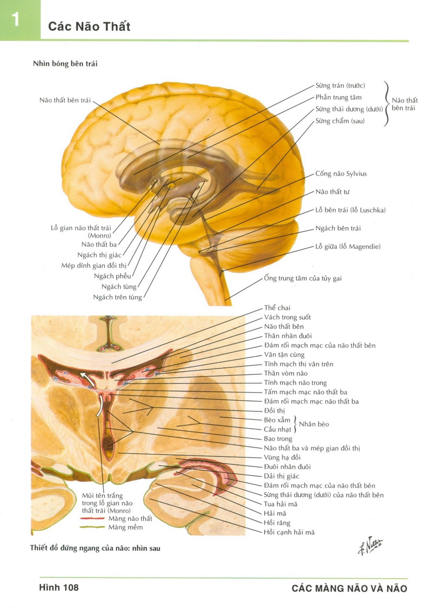108.Các Não Thất- Atlas Giải Phẫu Người- Frank H. Netter - Trực Tuyến -  Online