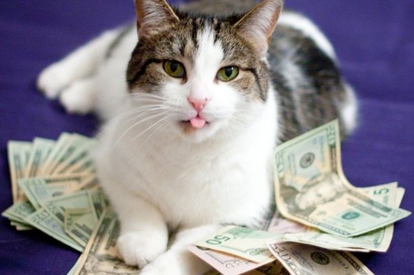 Trang Web Dành Cho Những Chú Mèo Siêu Giàu Và Cuộc Sống Trên Tiền Xa Hoa -  Lạ Vui - Việt Giải Trí