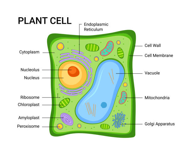 Vector Illustration Of The Plant Cell Anatomy Structure Infographic With  Nucleus Mitochondria Endoplasmic Reticulum Golgi Apparatus Cytoplasm Wall  Membrane Stock Illustration - Download Image Now - Istock