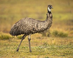 Emu - Wikipedia