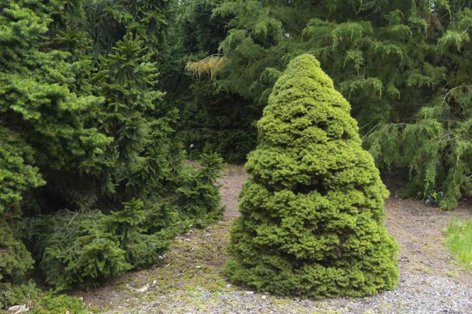 How To Grow And Care For The Dwarf Alberta Spruce